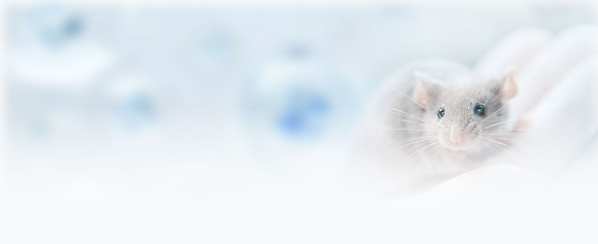 header-bg-mouse-01b.jpg