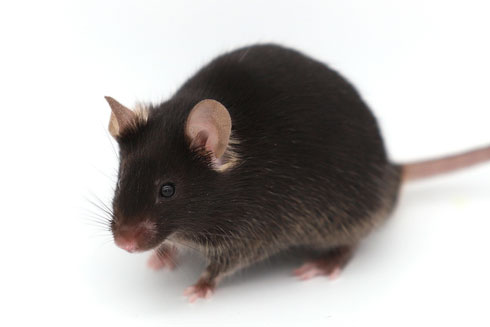 mouse-brown.jpg
